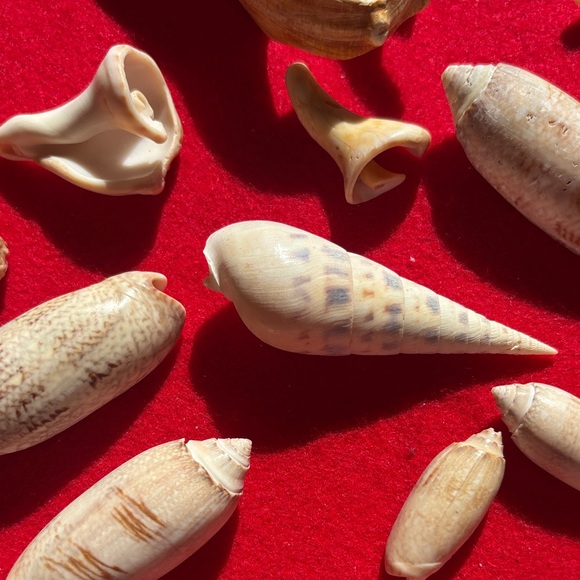 Natural Seashell Collection - Picture 6 of 10